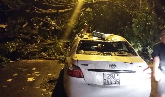 ha noi 500 cay bat goc hai nguoi chet