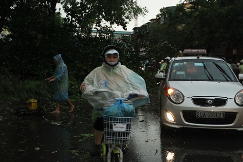 ha noi 500 cay bat goc hai nguoi chet