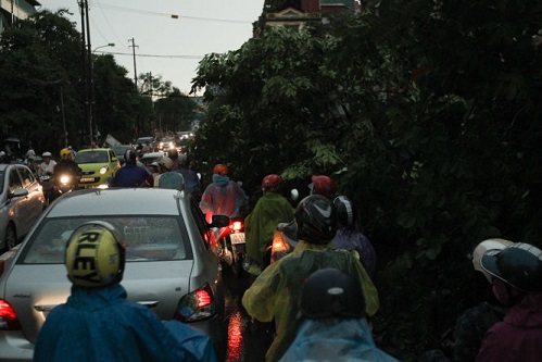 ha noi 500 cay bat goc hai nguoi chet