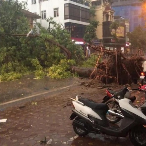 ha noi 500 cay bat goc hai nguoi chet