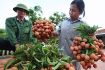 mo rong thi truong xuat khau vai thieu