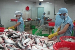 ca tra viet dat hang o brazil