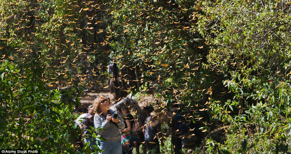 choang ngop voi nhung hinh anh hang ty con buom monarch di cu