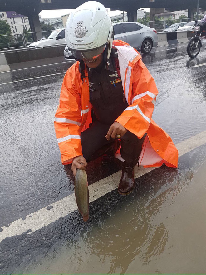 loat anh hai huoc chung minh ngap lut o bangkok khong he buon ruoi ruoi nhu nguoi ta van tuong