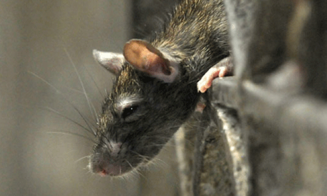 hang nghin con chuot can quet lang mac mien nam myanmar