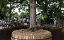 day khong phai la tac pham nghe thuat chi la cach nguoi nhat di doi mot cai cay thoi