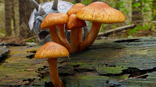 cac nha nghien cuu da phat hien mot cu cua cu nam 115 trieu nam tuoi