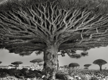 Ngắm bộ ảnh được thực hiện trong 14 năm, chụp những cây cổ thụ già nhất và lộng lẫy nhất trên thế giới