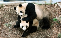 ca nuoc nhat sot xinh xich vi 1 con gau truc de gia tri nen kinh te bong dung tang 55 nghin ty dong chi trong 1 ngay