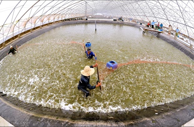 tom viet nam doc chiem thi truong han quoc