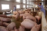 Đàn heo giảm, nhập khẩu thức ăn vẫn tăng mạnh