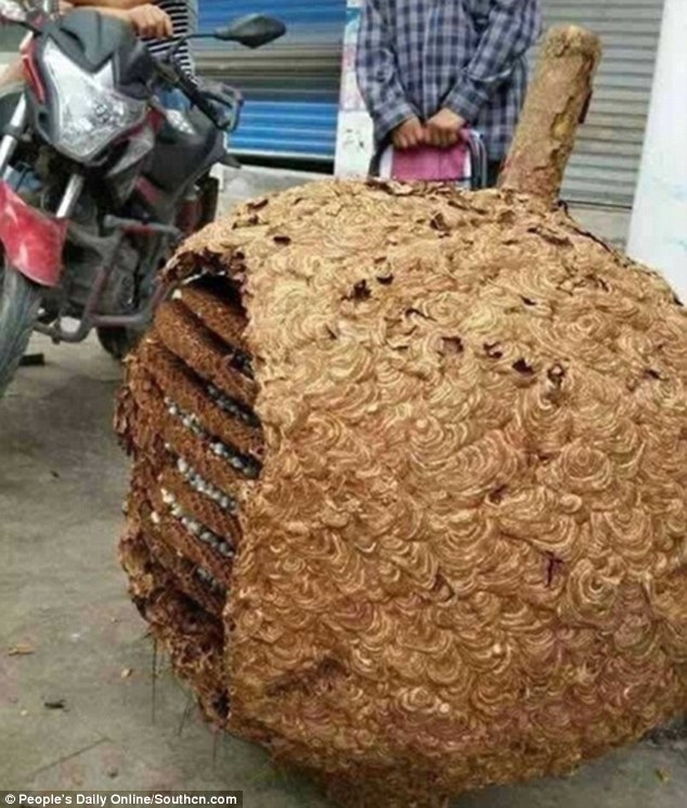buoc vao ngoi nha hoang nguoi dan ong hai hung phat hien ra vat the la khong lo