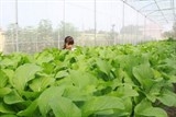 co hoi moi cho sinh vien nong nghiep viet nam tai israel