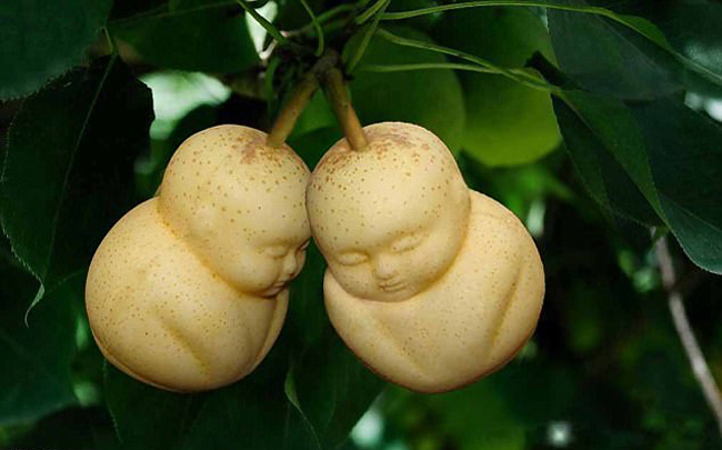 nhung loai qua dot bien co hinh thu ky la toi kho tin