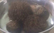 nghe an nguoi dan do xo di xem 4 di vat nghi cat lon quy hiem