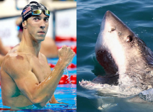 kinh ngu michael phelps se boi thi voi ca map trang duoc chieu tren discovery channel vao ngay 237