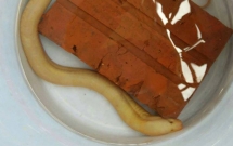 nguoi dan nghe an do xo den xem con luon mau vang ong bat duoc ngoai dong