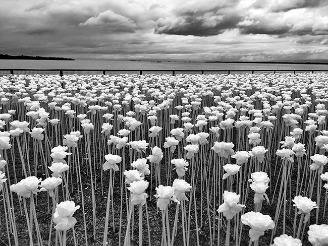nhung buc anh dat giai cao nhat tai cuoc thi iphone photography awards 2017 dep den noi da ga