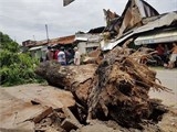 cay co thu bat goc de 3 can nha 1 be gai bi thuong tai tphcm