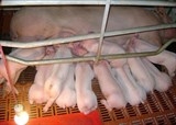 chan nuoi buong sung tu con giong