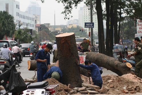 vu chat cay xanh lanh dao tp nhan trach nhiem giang chuc mot so can bo