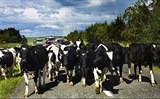 new zealand canh bao gia sua con giam nua