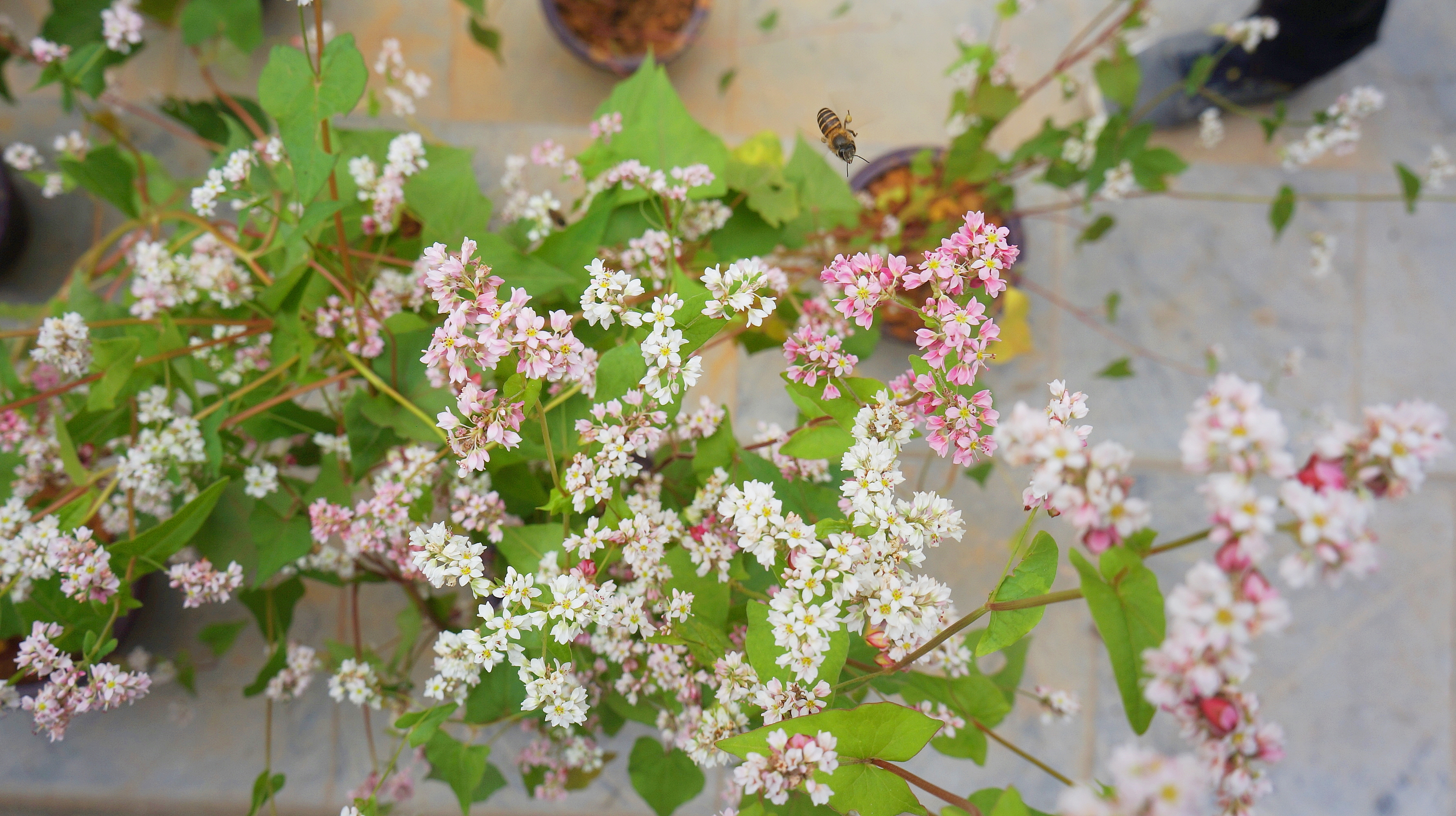 hanh trinh 247 thang 10 len ha giang ngam hoa tam giac mach