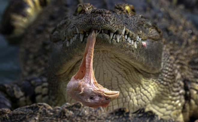 tu trang trai den nha may nhung hinh anh rung ron ve nganh cong nghiep nuoi ca sau thai lan