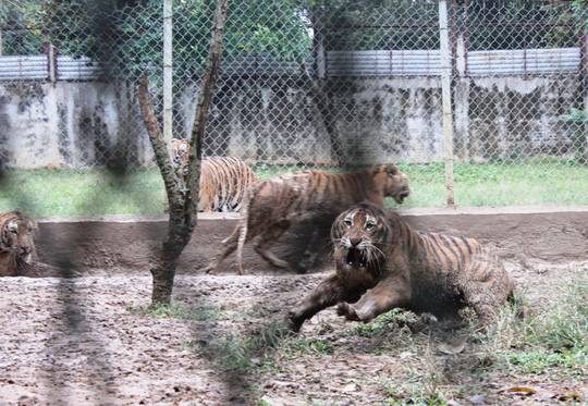 can canh dan ho du 11 con bi de nghi tich thu o thanh hoa