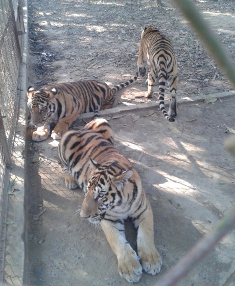 can canh dan ho du 11 con bi de nghi tich thu o thanh hoa