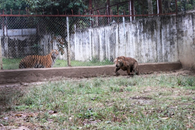 can canh dan ho du 11 con bi de nghi tich thu o thanh hoa