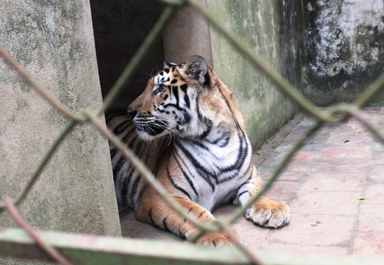 can canh dan ho du 11 con bi de nghi tich thu o thanh hoa