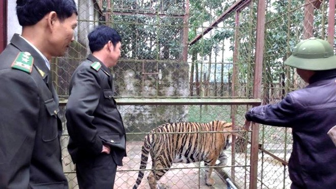 can canh dan ho du 11 con bi de nghi tich thu o thanh hoa