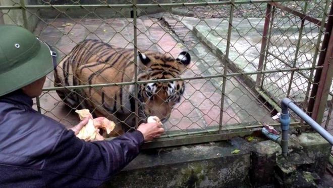 can canh dan ho du 11 con bi de nghi tich thu o thanh hoa