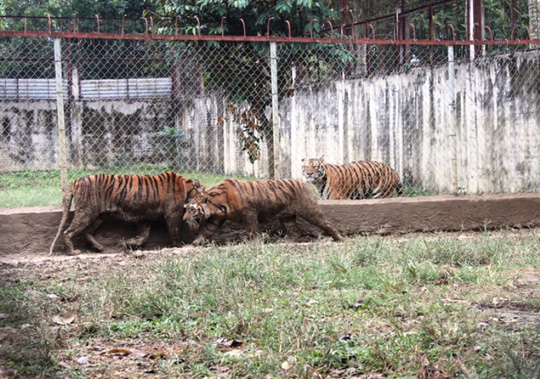 can canh dan ho du 11 con bi de nghi tich thu o thanh hoa