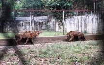 can canh dan ho du 11 con bi de nghi tich thu o thanh hoa