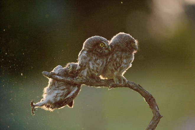 chiem nguong nhung buc anh hai huoc ve dong vat da dat giai tai cuoc thi comedy wildlife photography awards 2017