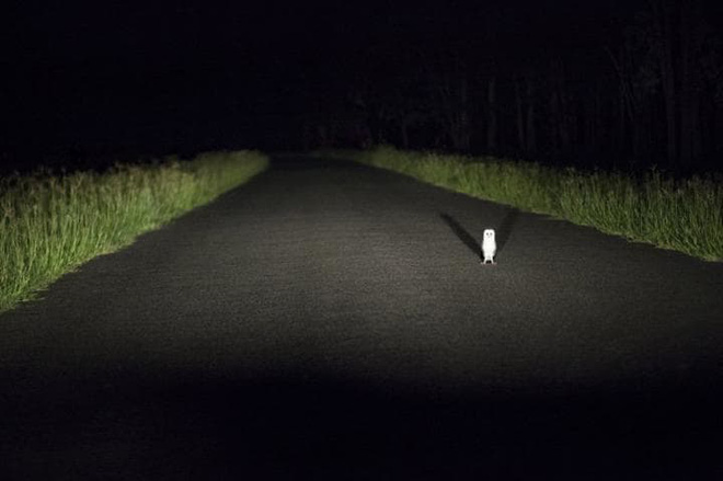 chiem nguong nhung buc anh hai huoc ve dong vat da dat giai tai cuoc thi comedy wildlife photography awards 2017