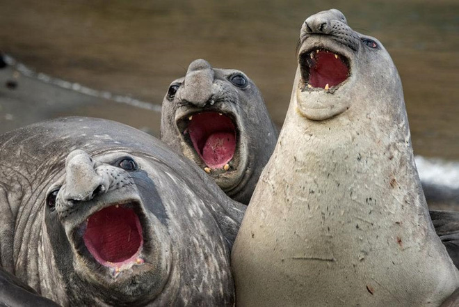 chiem nguong nhung buc anh hai huoc ve dong vat da dat giai tai cuoc thi comedy wildlife photography awards 2017