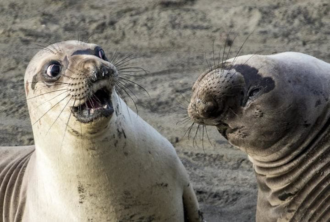 chiem nguong nhung buc anh hai huoc ve dong vat da dat giai tai cuoc thi comedy wildlife photography awards 2017