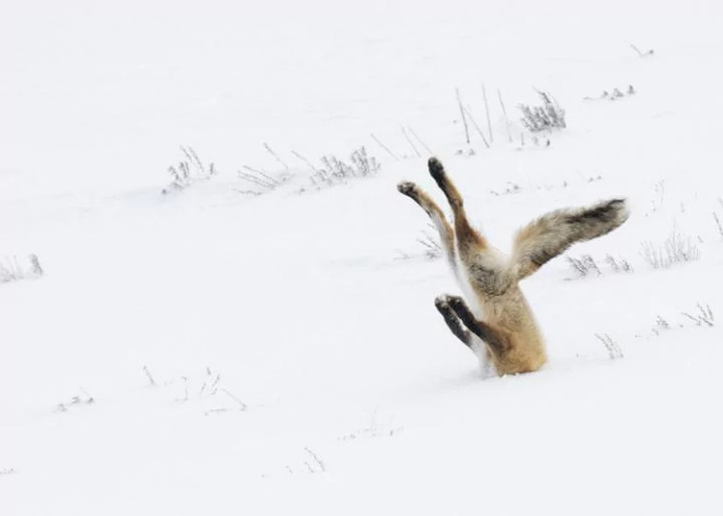 chiem nguong nhung buc anh hai huoc ve dong vat da dat giai tai cuoc thi comedy wildlife photography awards 2017