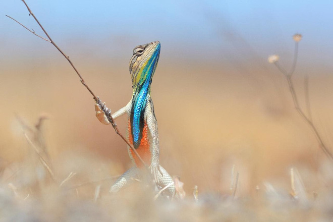 chiem nguong nhung buc anh hai huoc ve dong vat da dat giai tai cuoc thi comedy wildlife photography awards 2017