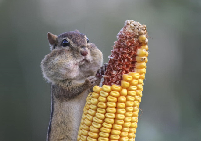 chiem nguong nhung buc anh hai huoc ve dong vat da dat giai tai cuoc thi comedy wildlife photography awards 2017