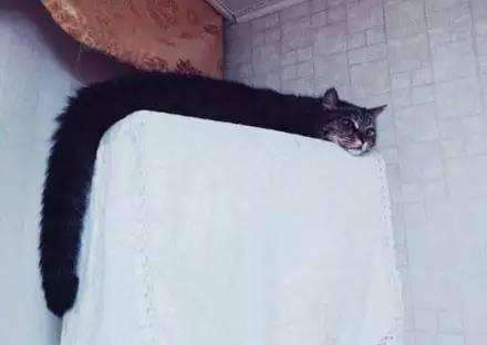 hoc sinh ve meo va bi diem 0 tuy nhien khi nhin anh thuc te co giao da khong noi nen loi