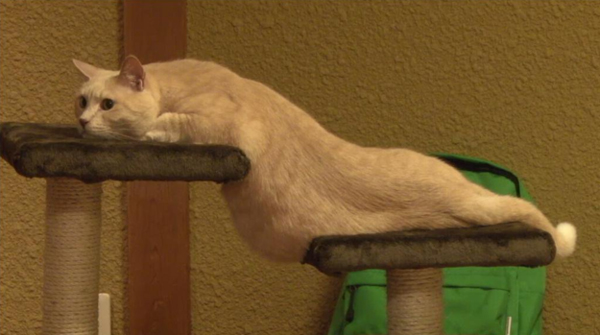 hoc sinh ve meo va bi diem 0 tuy nhien khi nhin anh thuc te co giao da khong noi nen loi