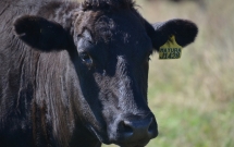 Trang trại Úc cho bò Wagyu thượng hạng ăn socola để thêm phần ngọt thịt