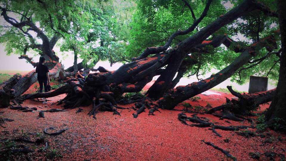 phu tho quan the cay loc vung hon 1000 nam tuoi bung no do ruc