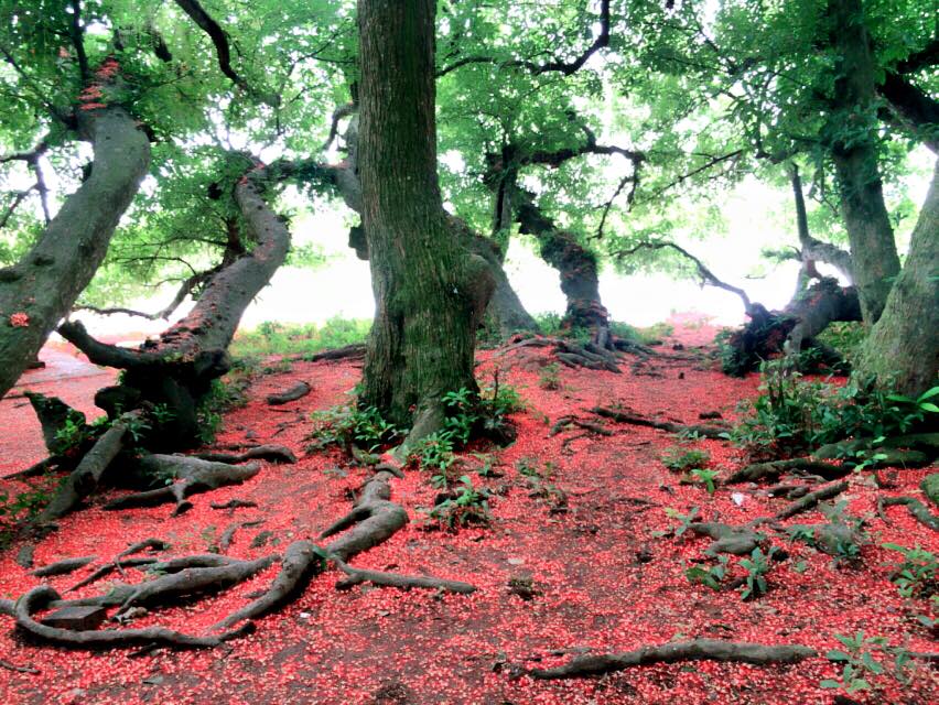 phu tho quan the cay loc vung hon 1000 nam tuoi bung no do ruc