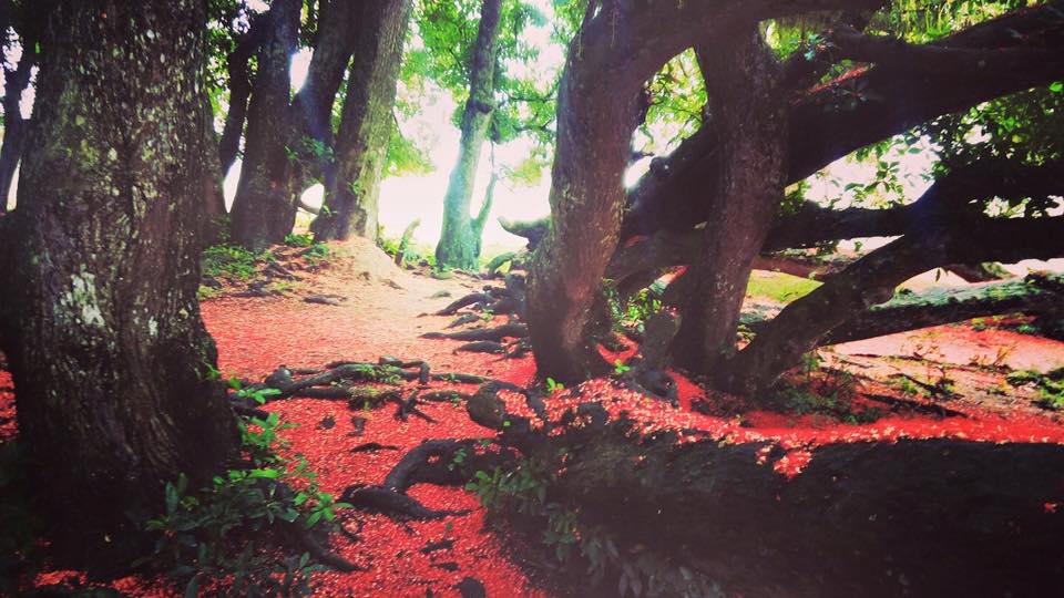 phu tho quan the cay loc vung hon 1000 nam tuoi bung no do ruc