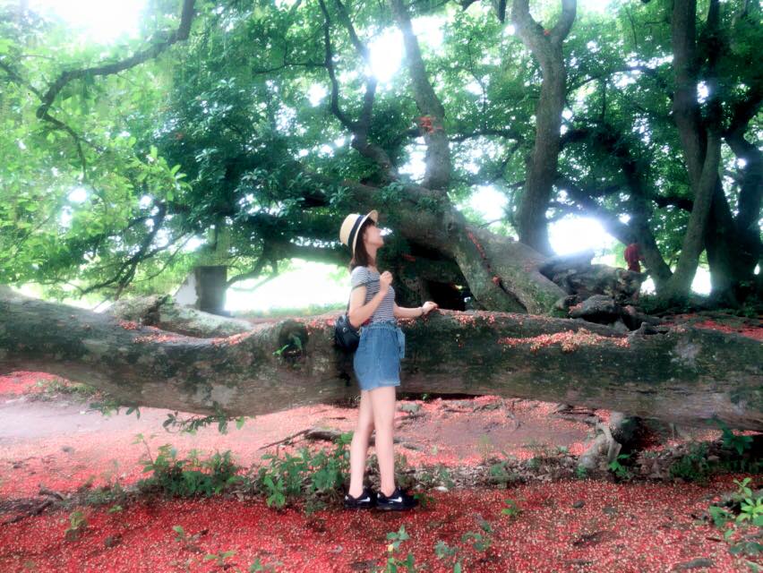 phu tho quan the cay loc vung hon 1000 nam tuoi bung no do ruc